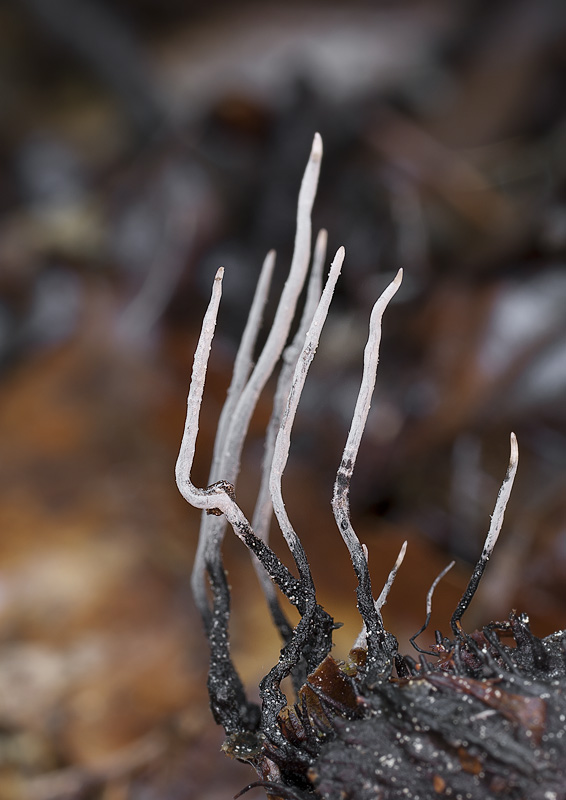 Xylaria carpophila